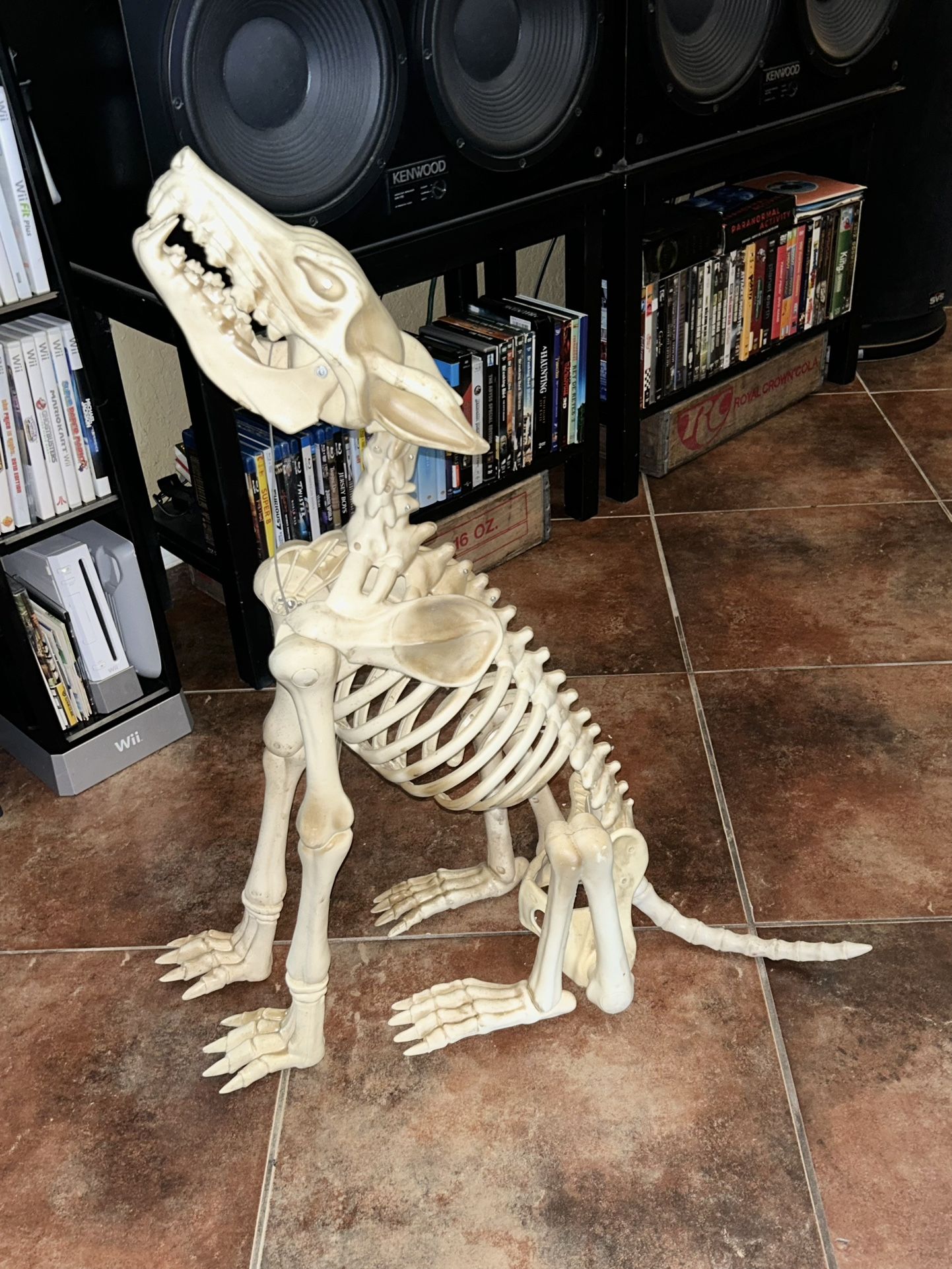 Life-size Halloween howling skeleton werewolf / wolf