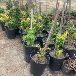 Honey Suckle Plants