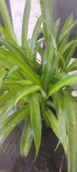Spider plant natural