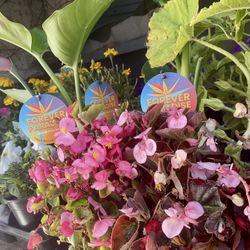 🌺🌷Flower And Plant Sale 🌸!!! Saturday Only 3710 Merrimac Ave. 92117 . 6–20 Sat 8 AM