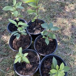 American Persimmon Fruit Tree (seedlings)
