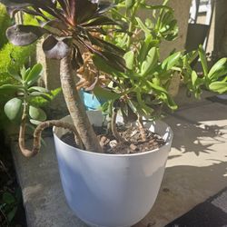  Pot Of Suculents Pick Up 