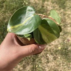 Heart Leaf Philodendron 