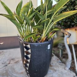 🌿 Large Bird of Paradise Plants