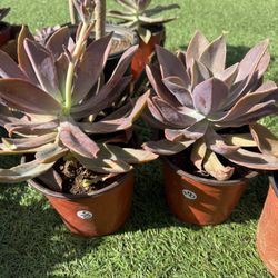 Succulents Graptoveria 'Fred Ives' Plant 