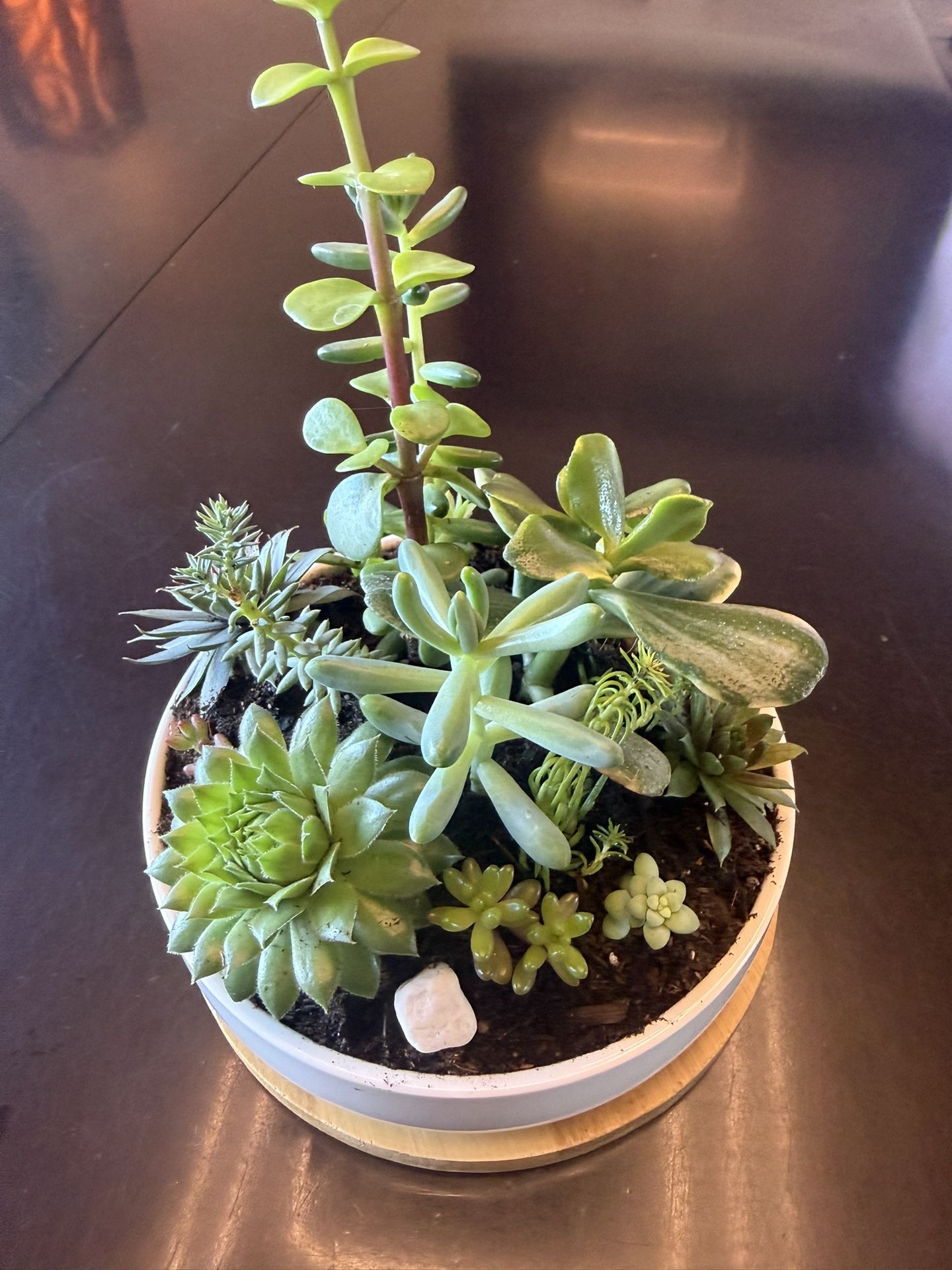 Mini Succulent Gardens In Ceramic Pot