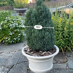 Potted Pine Tree, Beautiful For The Garden