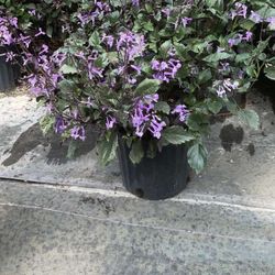 Mona Lavender - 3 Gallons