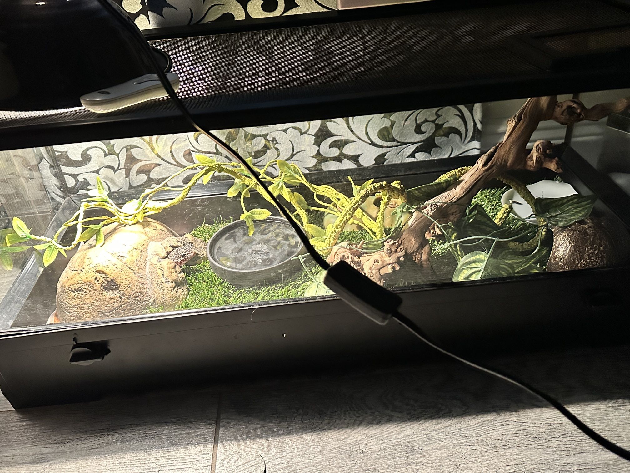 Reptile Tank Sale