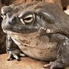 Desert Toad Tony
