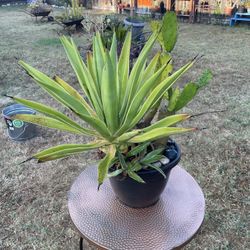 Beautiful, Large Agave/Cactus Planter