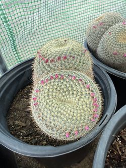 Owl’s Eye Cactus 3 Gallon
