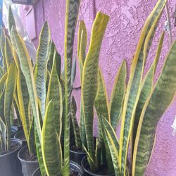 28”-36” Tall Snake Plants