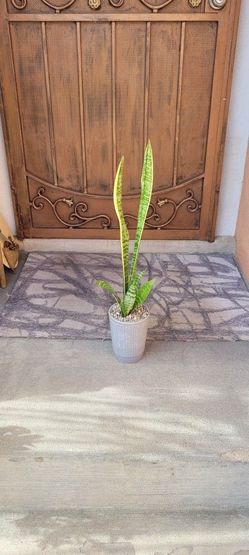 Snake Plant, Laurentiis Sansevieria, Varigated In Gray Pot With Decorative Rocks 27"