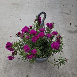 Moss Rose Beautiful and Healthy HANGING BASKETS PLANTS ARRIVED. $14 each First come first serve.