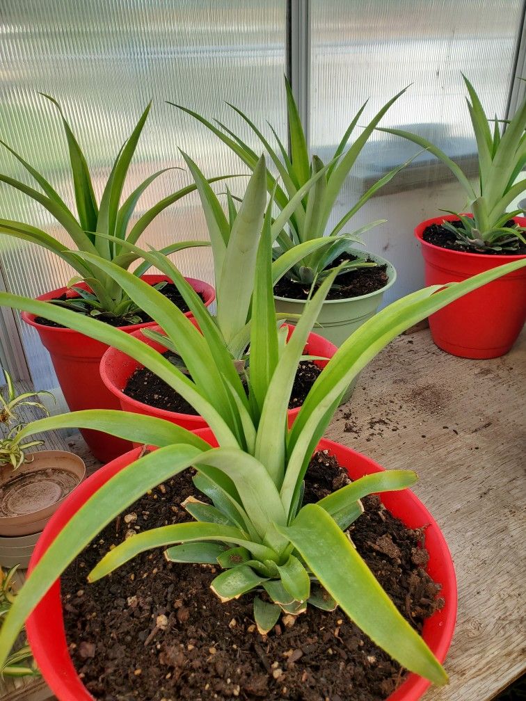 Pineapple Plants
