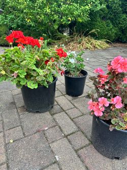 Assorted Potted Geranium Plants