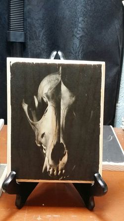 Skull