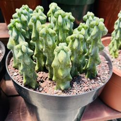 10 Boobies Cactus Imported