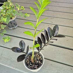 ZZ Raven Plant