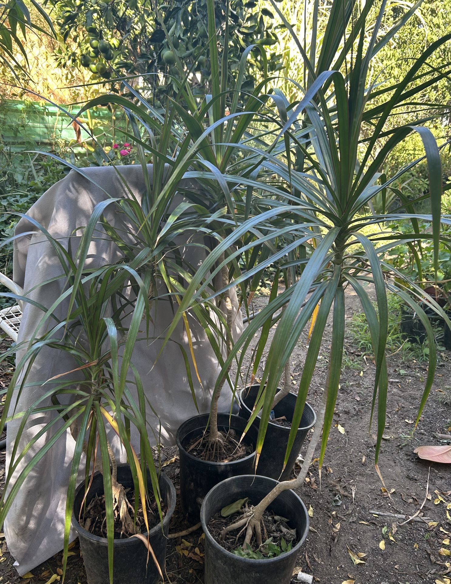  Dracaena Plant 
