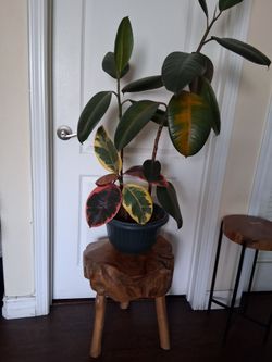 Table/Plant Stand/Side Table/Stool