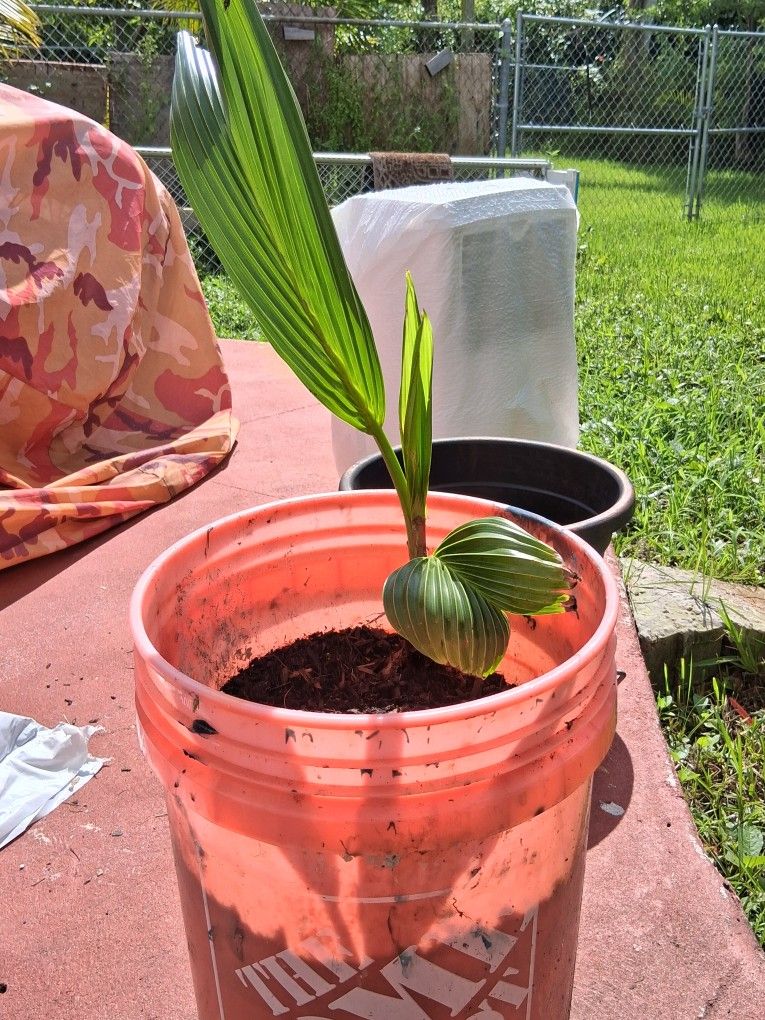 Coconut Palm Trees