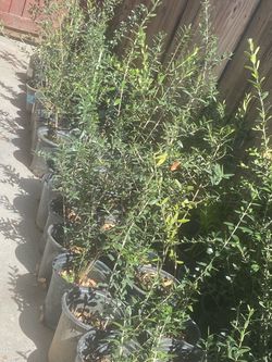 2 foot tall $20 each Olive trees 2 foot tall $20