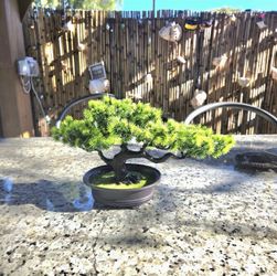 Realistic Bonsai Tree