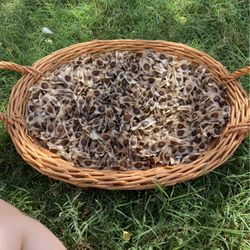 Moringa Seeds And Leaves For Sale 