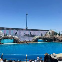 Seaworld Tickets $40 San Diego 