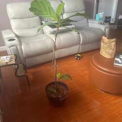 Plant With Vase