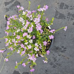 Mexican Heather Bedding Plants 🪴 1gal