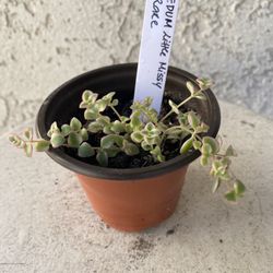 3 Inch Pot Succulent Plant - Rare Sedum Little Missy - Rooted & Established - Drought Resistant 🪴