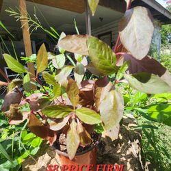 Alternanthera Plant $8 Price Firm