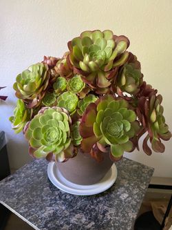 Tree Aeonium Plant