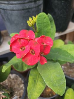 Corona De Cristo Millonaria