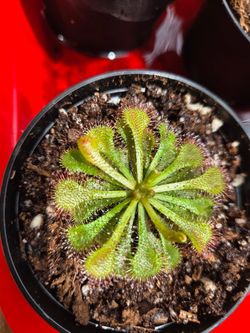 Sundew plants, 3 kinds, sundew