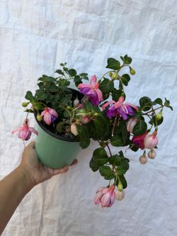 fuchsia plant