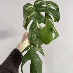 Monstera Albo plant rooted Cuttings