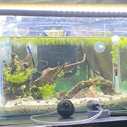 5 gallon Tank for shrimp AIO