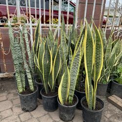 Snake Plant 10$ Each
