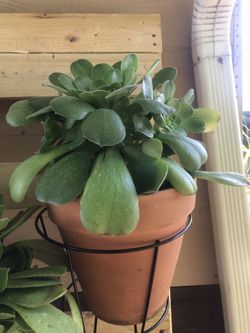Plantas Muy Bonitas