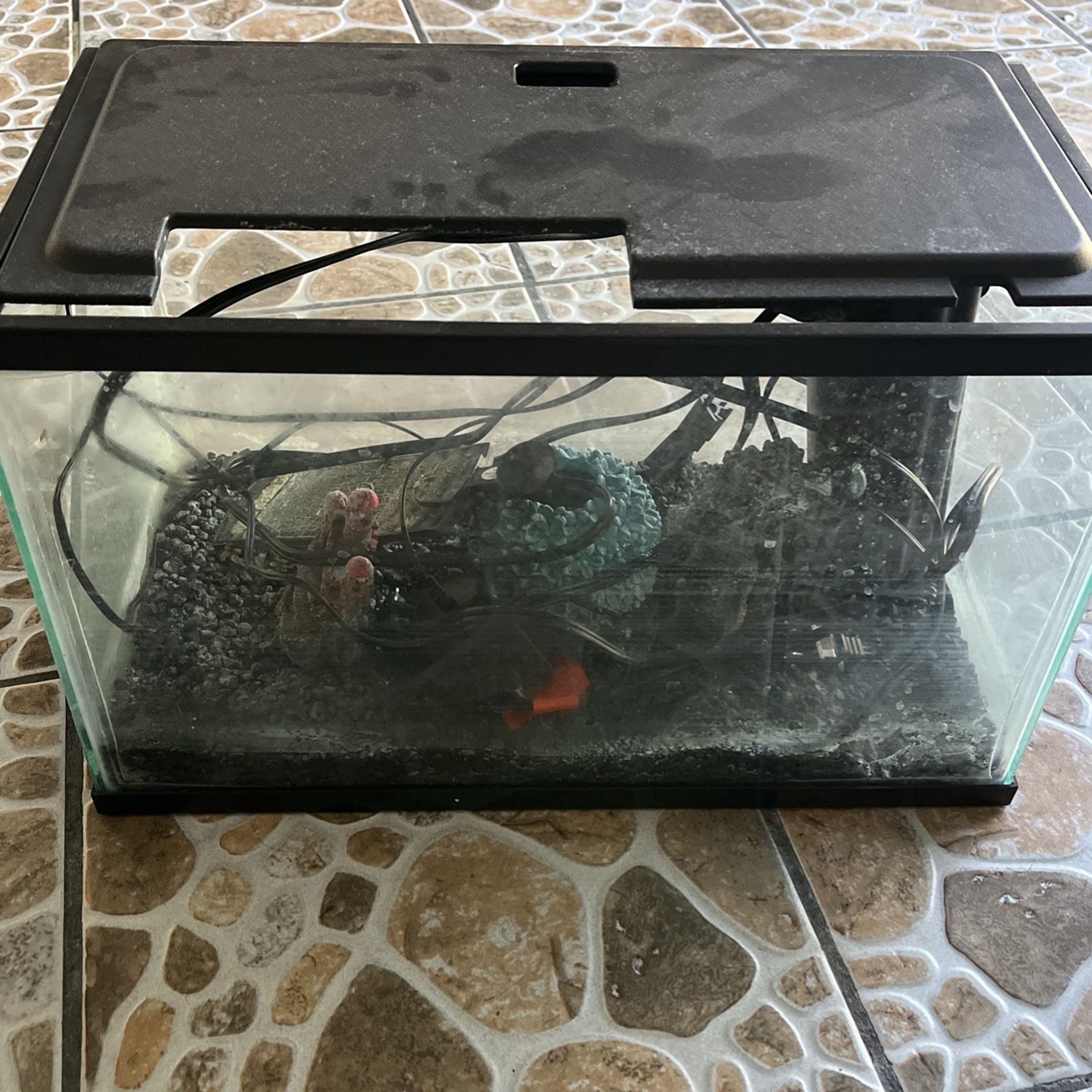 5 Gallon Fish Tank