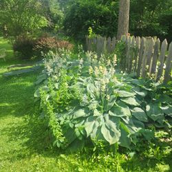 Elephant Ear Hostas blue  20.00 U Dig