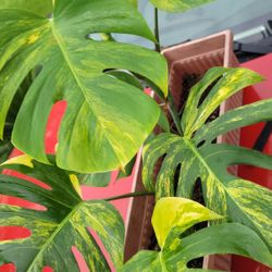 Monstera Aurea Marmorata 