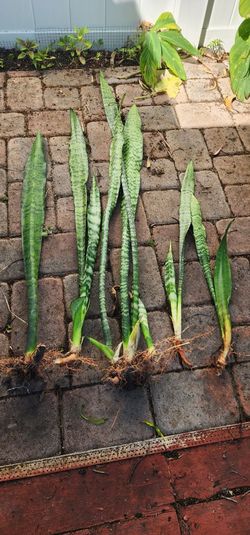 Snake Plant Aka Mother In Law Tongue, $1 