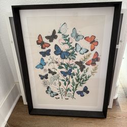 Butterfly Frame