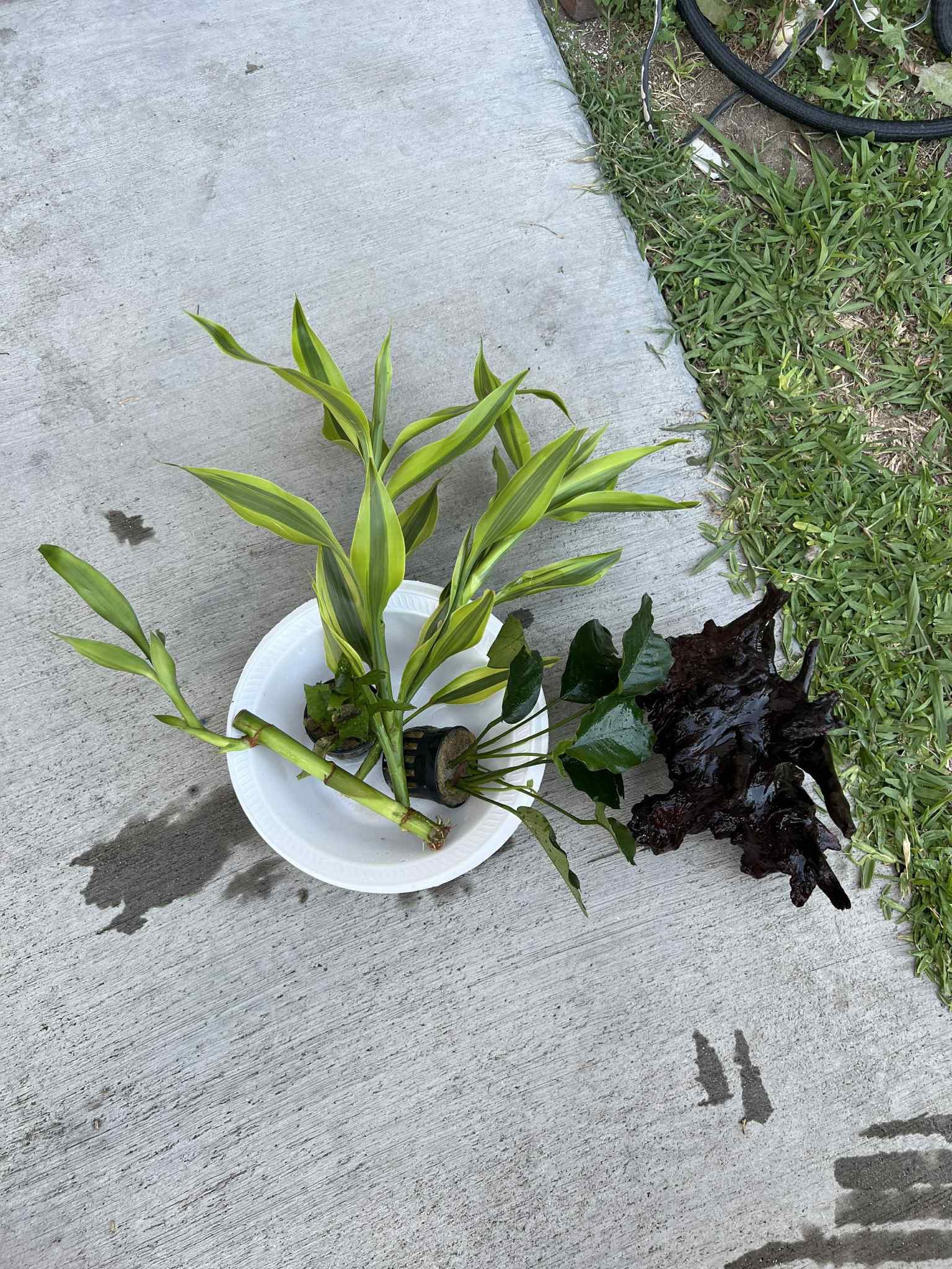 Aquarium Plant & Driftwood 