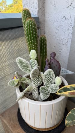 Free Plants